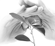 Hands Protecting Small Plant Graphic